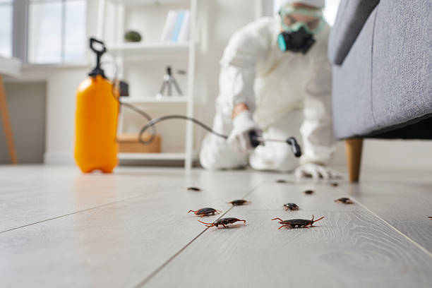 Commercial Kitchen Cockroach Control in Douglas